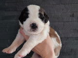 Réservation pour 8 chiots Saint-Bernards LOF