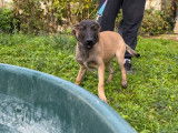 À vendre : 2 chiots Bergers Belges Malinois femelles LOF