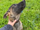 À vendre : 2 chiots Bergers Belges Malinois femelles LOF