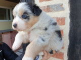 Disponibles &agrave; la vente : 3 chiots Bergers Australiens LOF