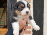 Disponibles &agrave; la vente : 3 chiots Bergers Australiens LOF