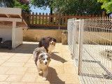 Disponibles &agrave; la vente : 3 chiots Bergers Australiens LOF