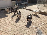 Disponibles &agrave; la vente : 3 chiots Bergers Australiens LOF