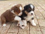 Disponibles &agrave; la vente : 3 chiots Bergers Australiens LOF