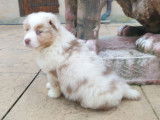 Disponibles &agrave; la vente : 3 chiots Bergers Australiens LOF