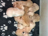 Chiots Golden Retrievers LOF à réserver