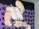 Chiots Golden Retrievers LOF à réserver