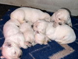 Chiots Golden Retrievers LOF à réserver