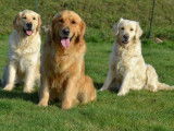 Chiots Golden Retrievers LOF à réserver