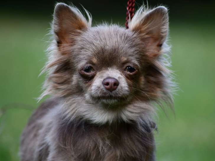 Une chienne Chihuahua de 2 ans LOF couleur lavande à la vente