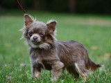 Une chienne Chihuahua de 2 ans LOF couleur lavande à la vente