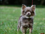 Une chienne Chihuahua de 2 ans LOF couleur lavande à la vente