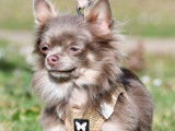 Une chienne Chihuahua de 2 ans LOF couleur lavande à la vente