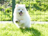 Chiots femelles Spitz Japonais à vendre (LOF)