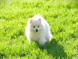 Chiots femelles Spitz Japonais à vendre (LOF)
