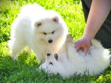 Chiots femelles Spitz Japonais à vendre (LOF)