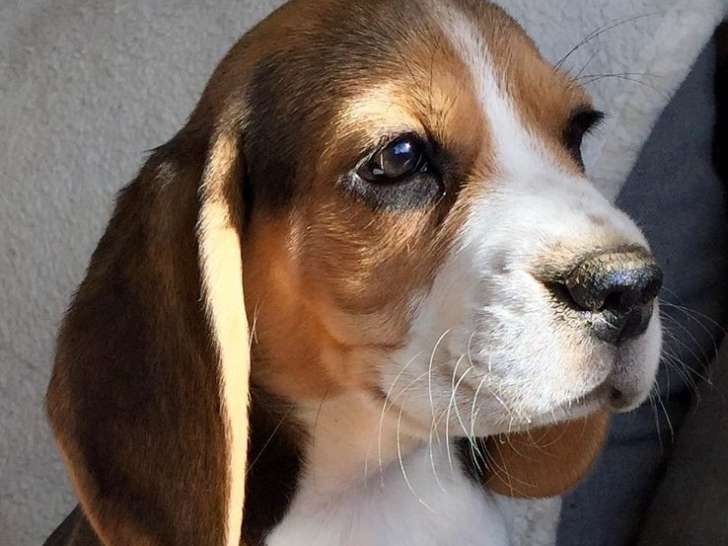 3 chiots Beagles LOF disponibles à la vente