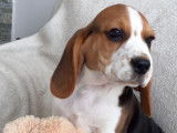 3 chiots Beagles LOF disponibles à la vente