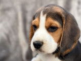 3 chiots Beagles LOF disponibles à la vente