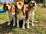 3 chiots Beagles LOF disponibles à la vente