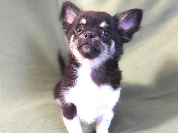 1 chiot mâle Chihuahua LOF disponible à la vente