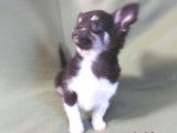 1 chiot m&acirc;le Chihuahua LOF disponible &agrave; la vente