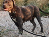À vendre, une chienne Staffie LOF âgée de 7 ans