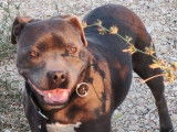 À vendre, une chienne Staffie LOF âgée de 7 ans