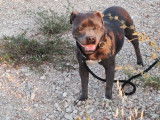 À vendre, une chienne Staffie LOF âgée de 7 ans