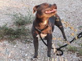 À vendre, une chienne Staffie LOF âgée de 7 ans