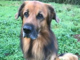 Recherche femelle de type Bouvier ou Berger pour saillie
