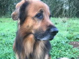 Recherche femelle de type Bouvier ou Berger pour saillie