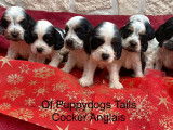 À réserver : 7 chiots Cockers Spaniels Anglais LOF