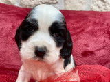 À réserver : 7 chiots Cockers Spaniels Anglais LOF