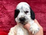 À réserver : 7 chiots Cockers Spaniels Anglais LOF