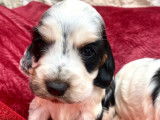 À réserver : 7 chiots Cockers Spaniels Anglais LOF
