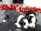 2 chiots mâles Border Collies LOF à réserver