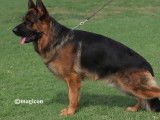 Réservation de chiots Bergers Allemands (LOF)