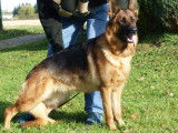 Réservation de chiots Bergers Allemands (LOF)
