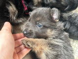 Réservation de chiots Bergers Allemands (LOF)