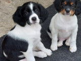 Chiots Epagneul breton LOF à vendre