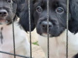 Chiots Epagneul breton LOF à vendre