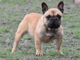Bouledogues Fran&ccedil;ais fauve LOF