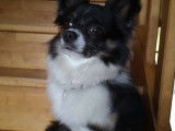 De type Chihuahua disponible pour saillie