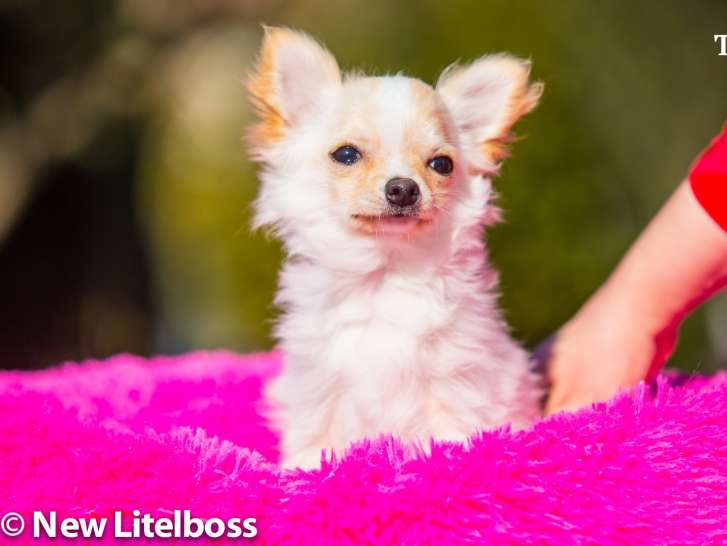 1 chiot femelle Chihuahua LOF disponible à la vente