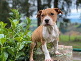 1 chiot femelle American Staffordshire Terrier LOF disponible à la vente