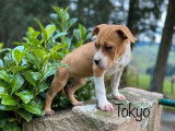 1 chiot femelle American Staffordshire Terrier LOF disponible à la vente