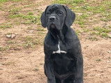 1 chiot femelle Cane Corso LOF disponible &agrave; la vente