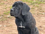1 chiot femelle Cane Corso LOF disponible &agrave; la vente