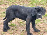 1 chiot femelle Cane Corso LOF disponible &agrave; la vente